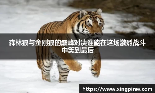森林狼与金刚狼的巅峰对决谁能在这场激烈战斗中笑到最后